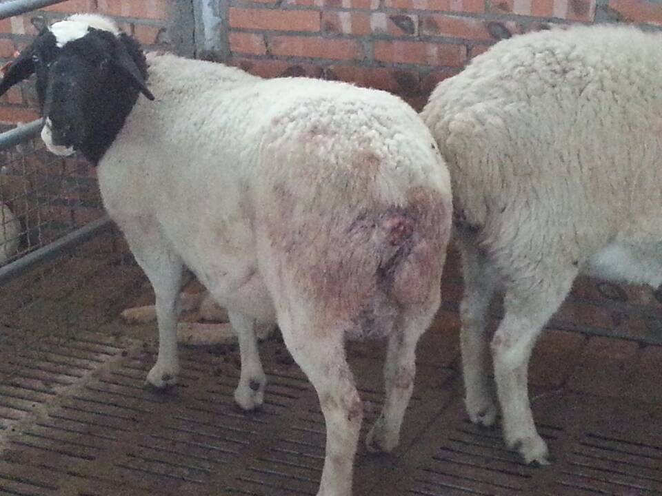 羊出现了子宫脱落还有救吗,羊掉胎的最佳治疗方法