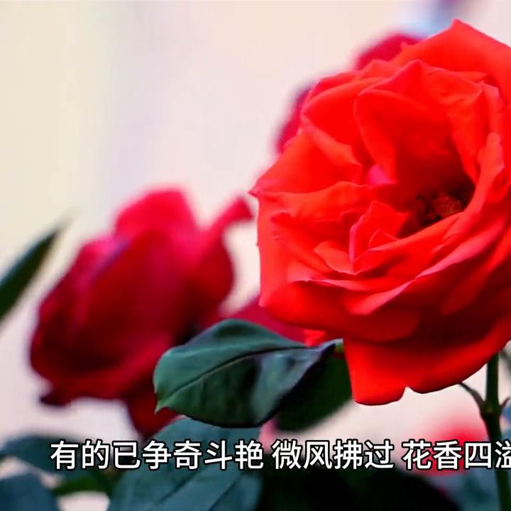 花繁色艳,玫瑰种植品种精品