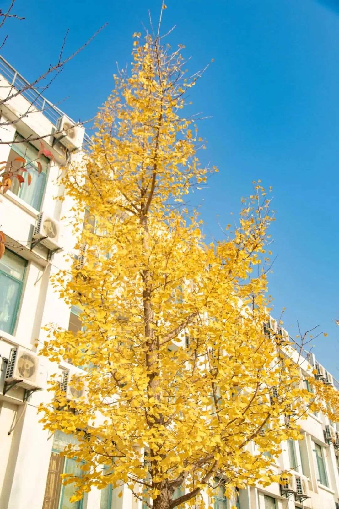 南京的法国梧桐秋天图片,南京法国梧桐秋天