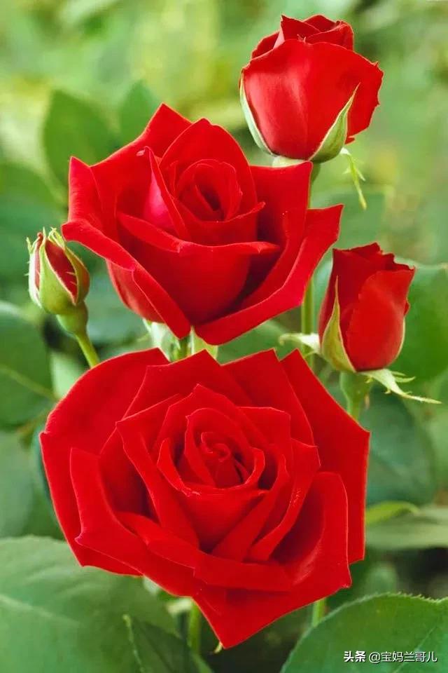 漂亮又特别的玫瑰花图片,特别漂亮的彩色玫瑰花图片