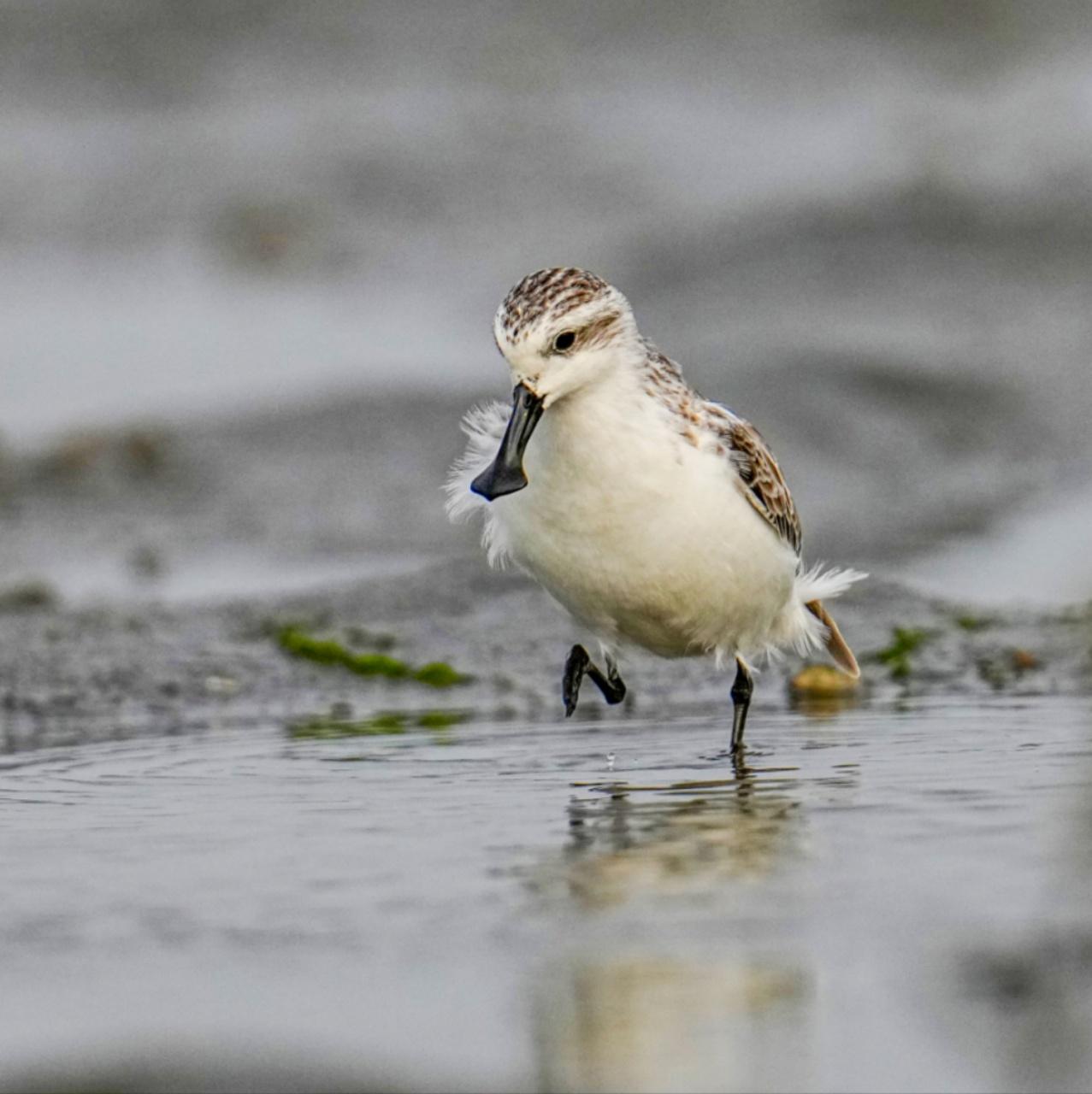 海南观鸟随记5霸王岭儋州湾勺嘴鹬领角鸮仓鸮