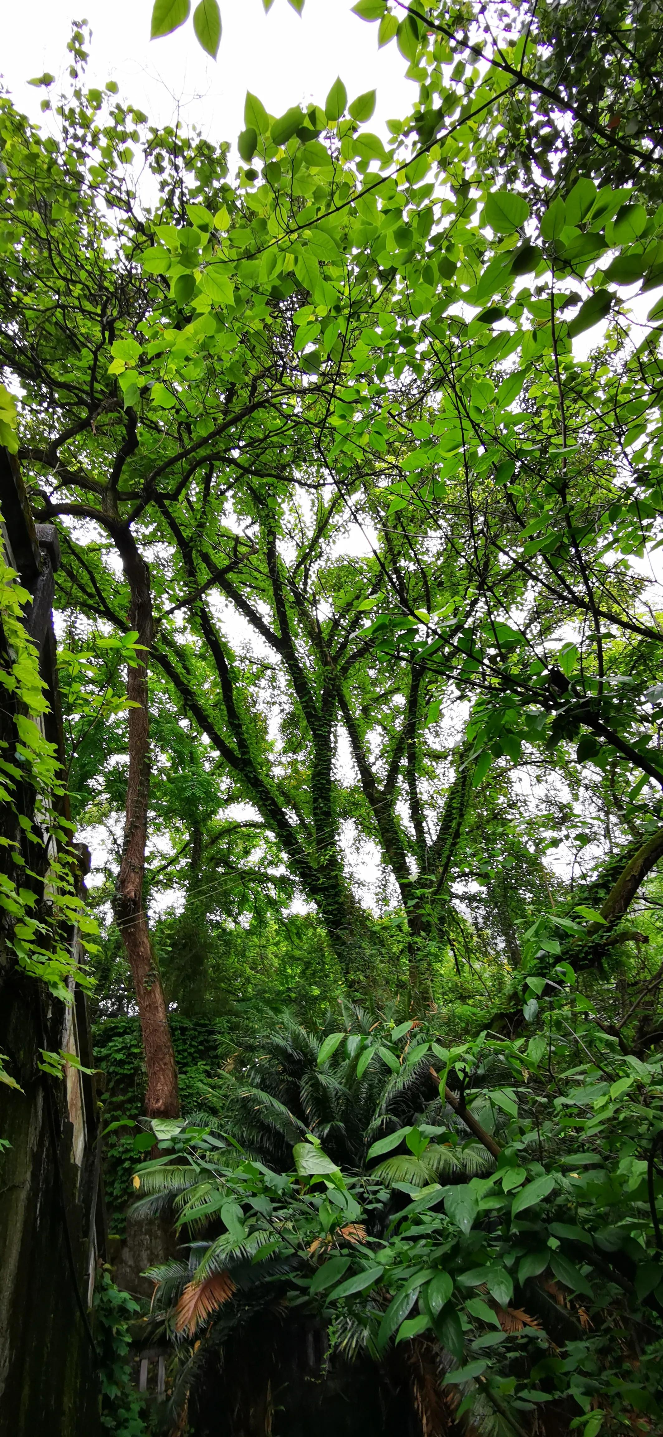 缙云山脚,缙云附近适合散步的地方