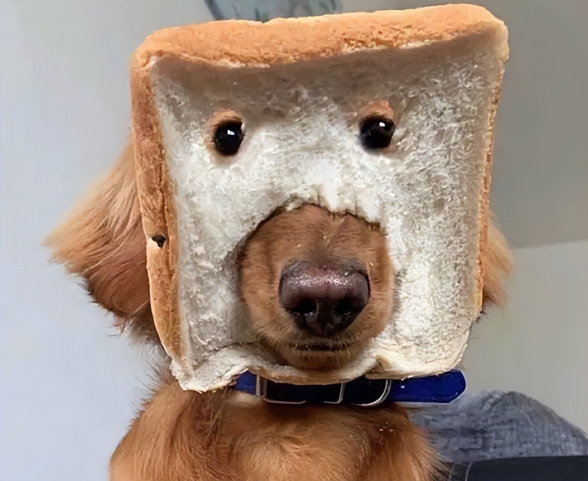 适合家养的狗狗优缺点,狗狗的优缺点