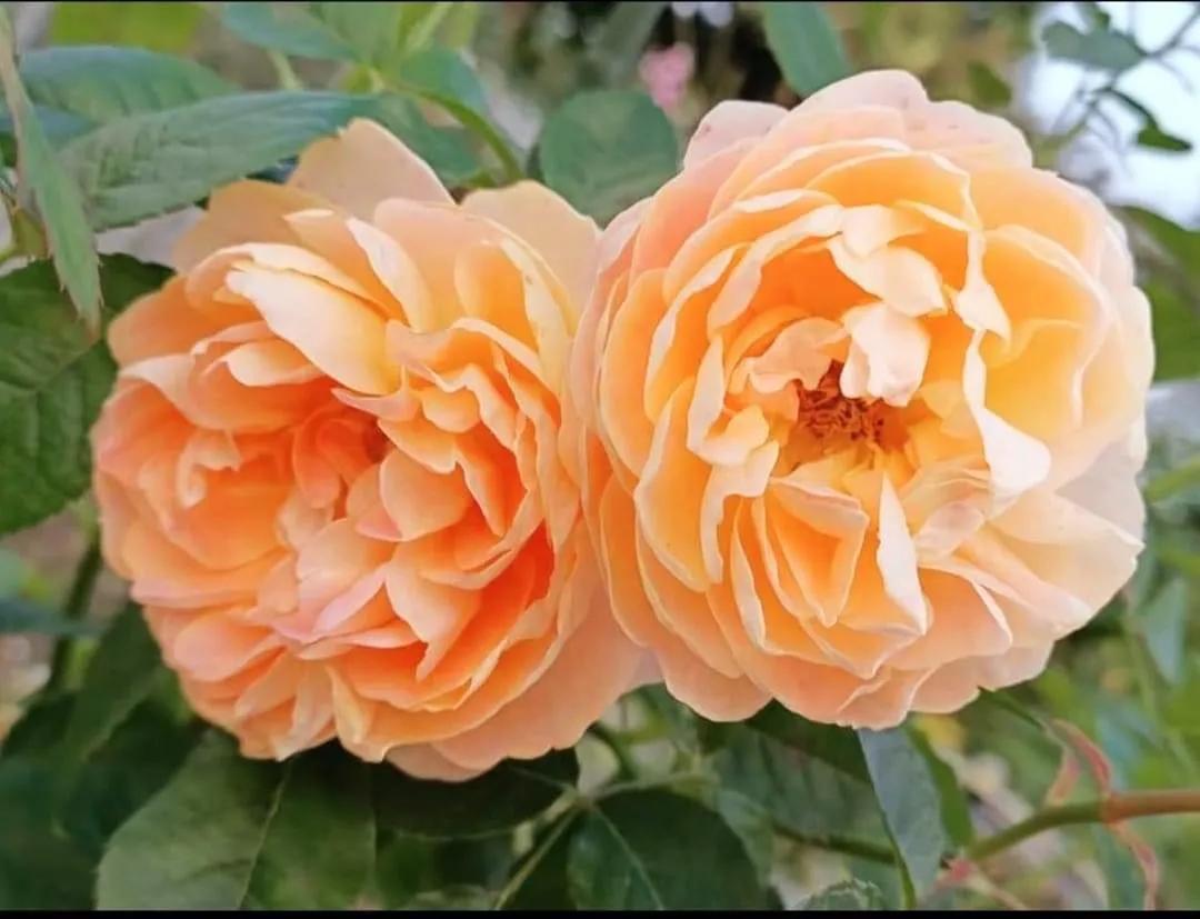 月季品种醉花,月季品种大全及图片欣赏