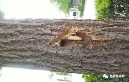 蛀干害虫为害症状识别,什么是蛀干害虫