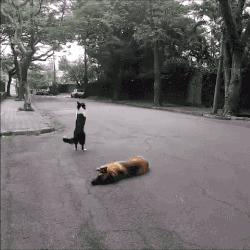 旺家的狗狗会有这5个特点,怎样选择旺家狗