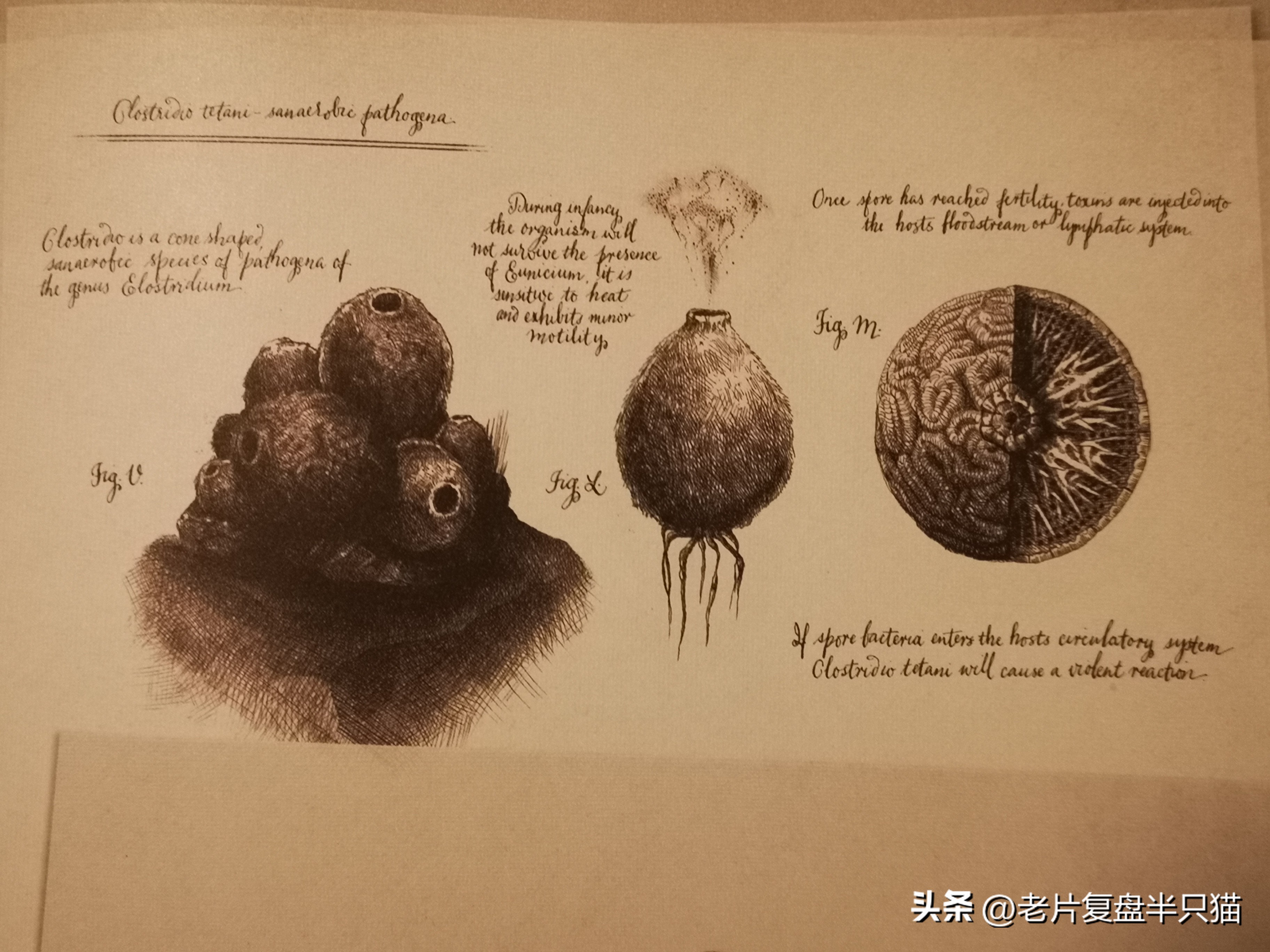 仿生人大卫的秘密,仿生机器人大卫