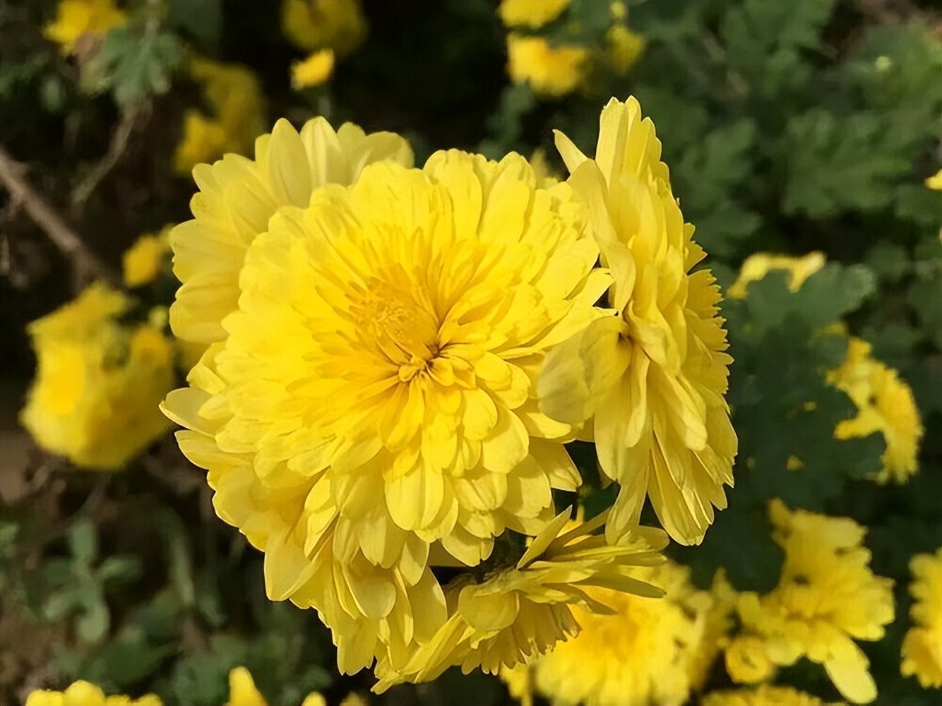 40岁喝菊花决明子茶好吗,年龄大了要忌茶