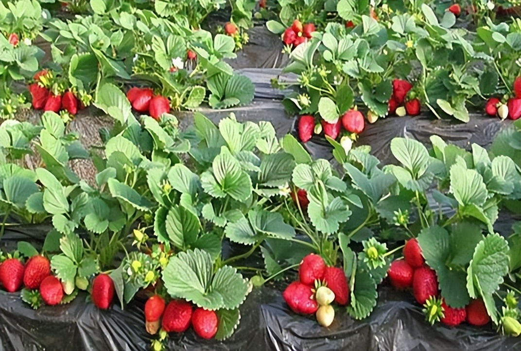 韩流是不是又要来了,韩流又要来了吗