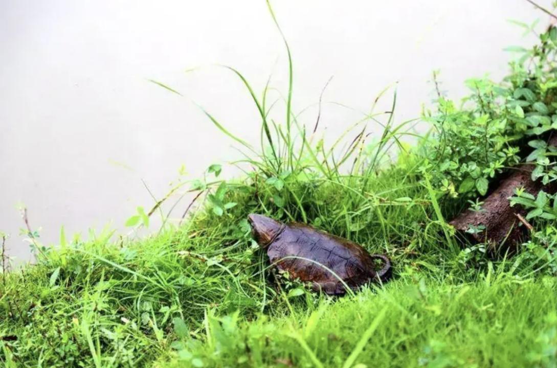 男子在山上捡到不知名小乌龟,男子在河里捡到一只小乌龟