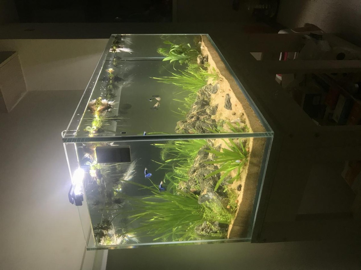 40缸古法生态缸养鱼密度,古法养鱼生态缸怎么种睡莲