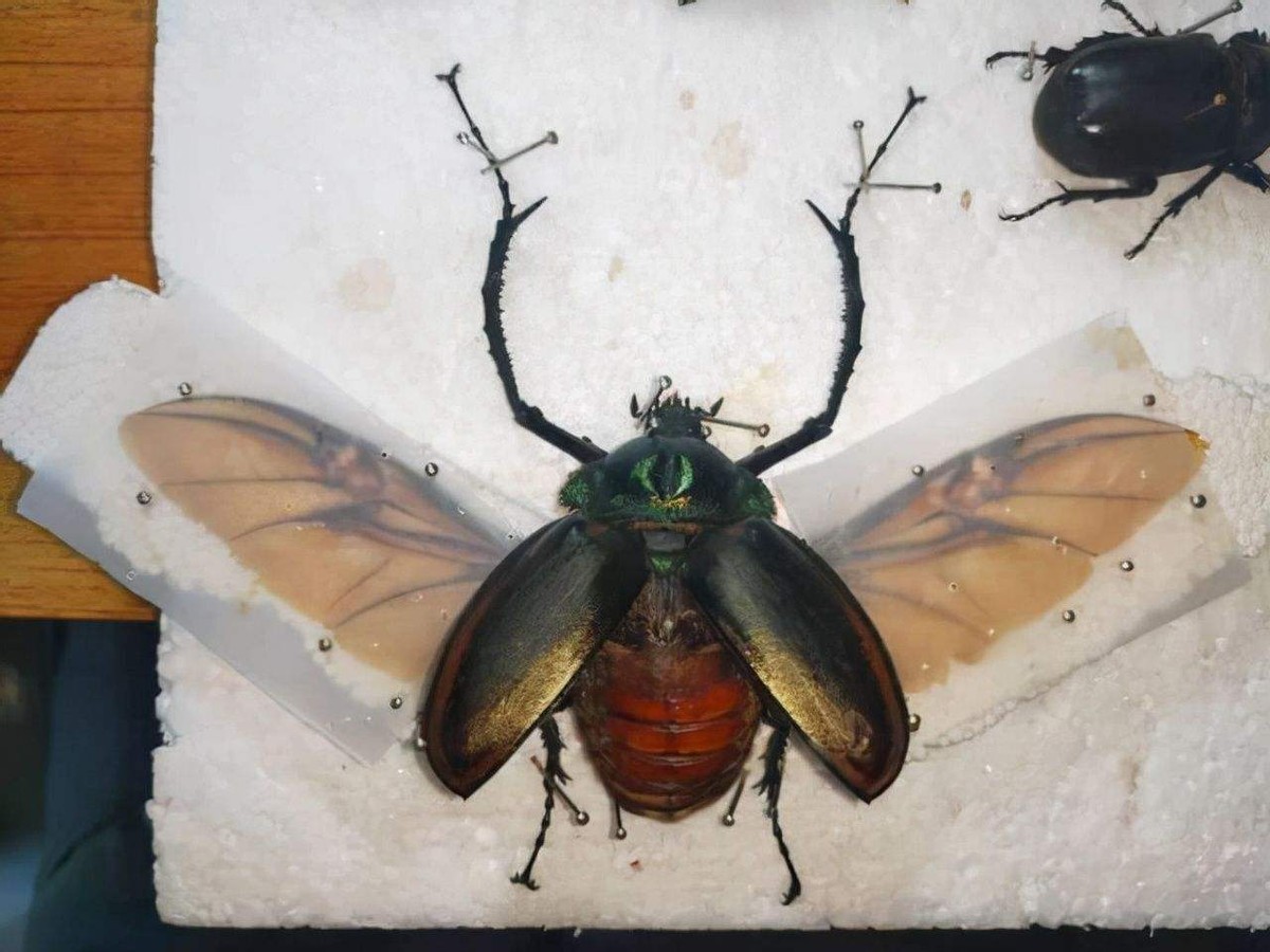 村民称发现网传20万一只的甲虫,村民抓到一只神秘的生物