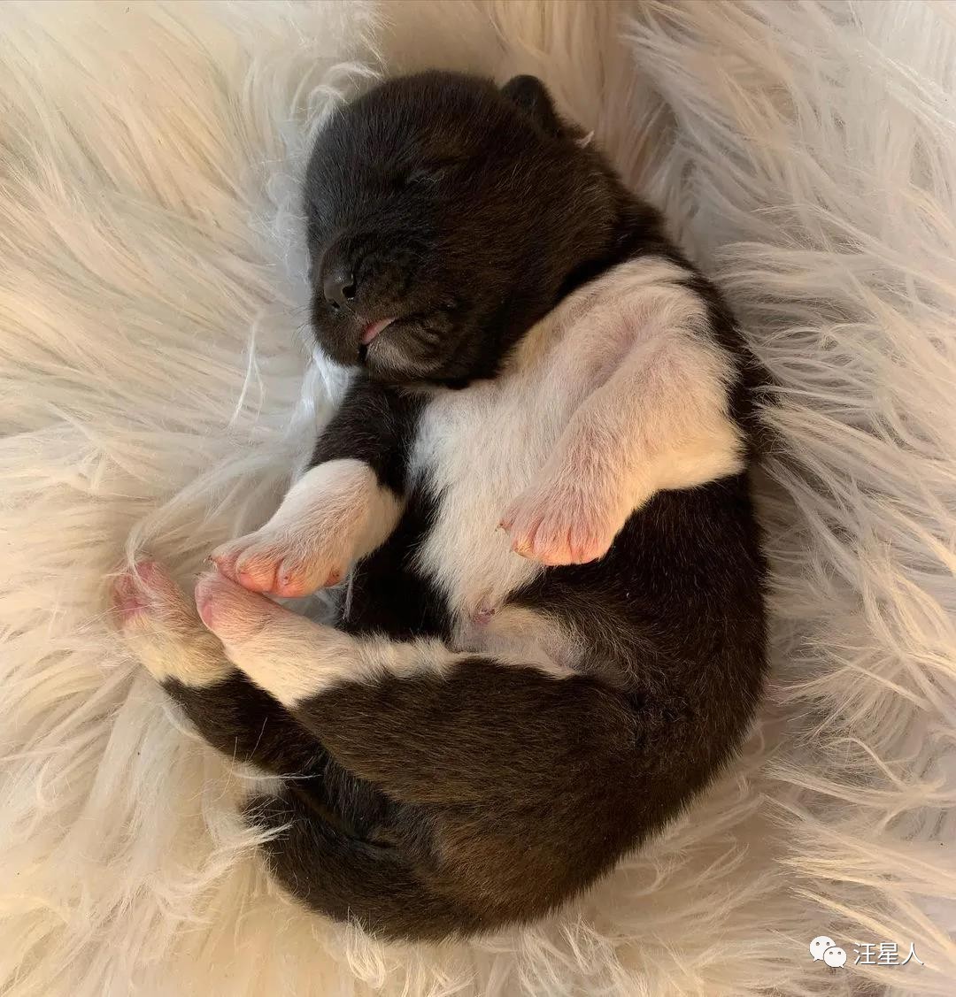 网友养了两只狗,网友养了一只特别凶狗