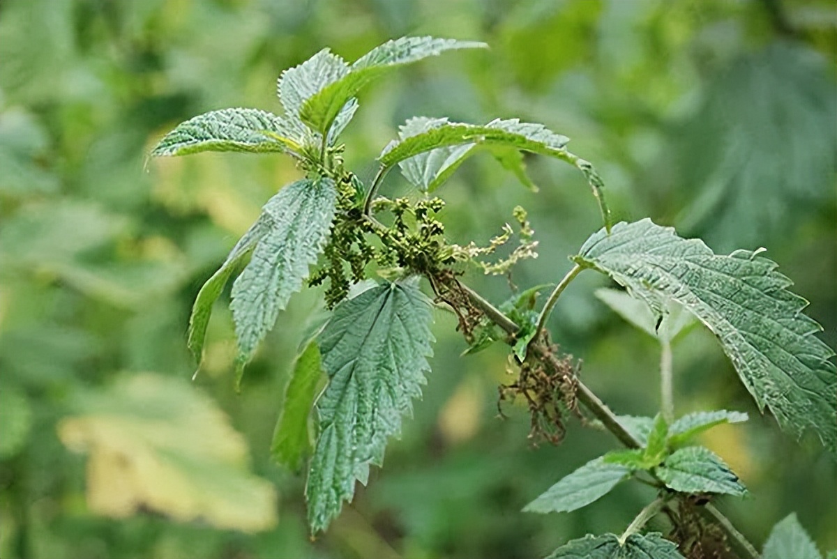 世界上能救命的十种毒草,10种最毒的毒草