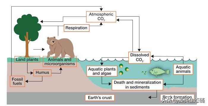从池塘浮渣到产品:藻类化学