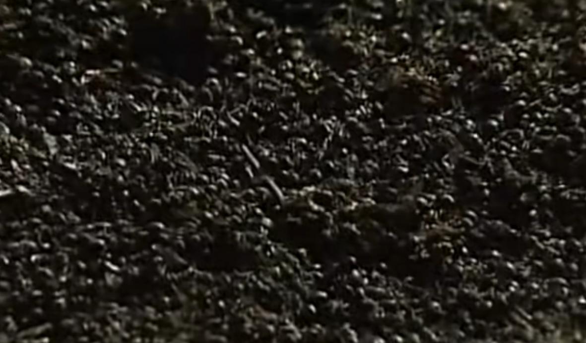 浙江“食蚁村”：人人吃蚂蚁，每天消耗百斤，蚂蚁越吃越多，为啥