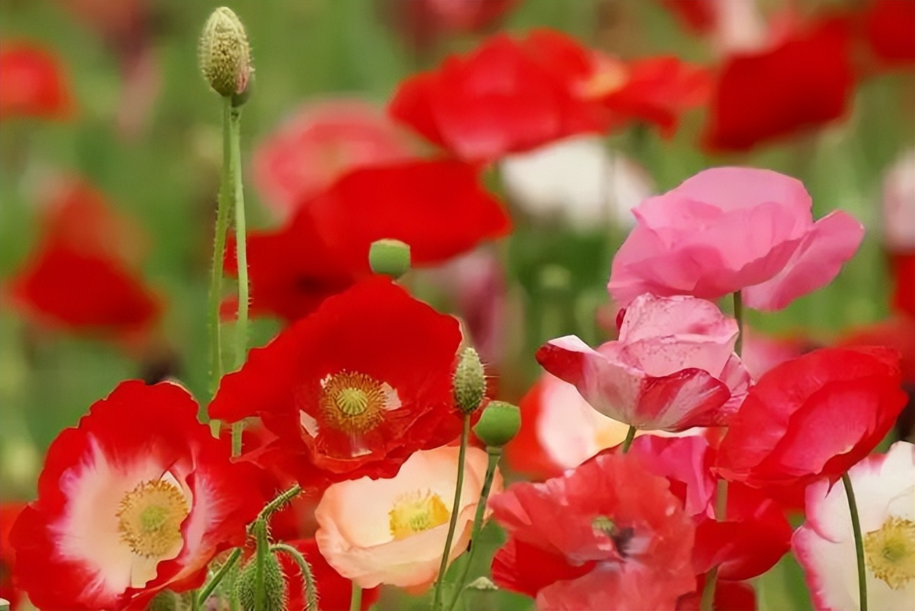 植物识别小口诀，总结的太全了！