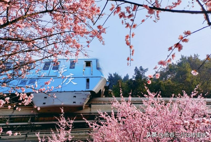 重庆近郊景点打卡地点,重庆网红打卡景点有哪些