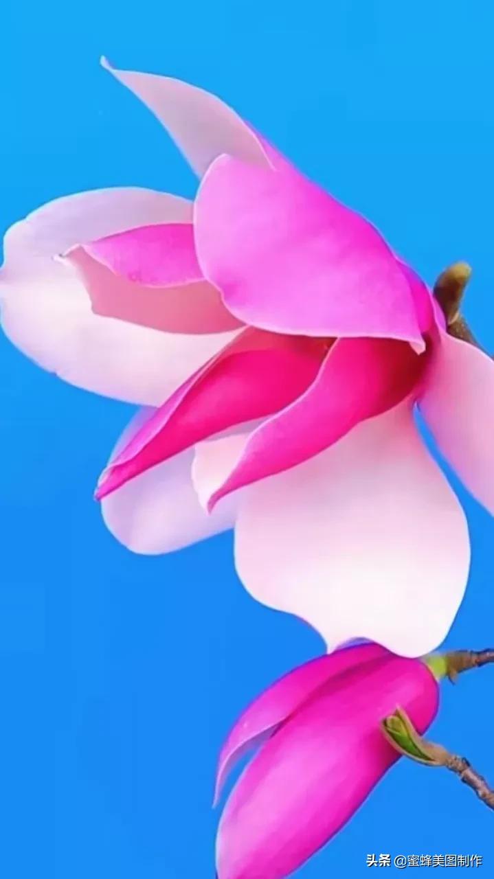 一草一木皆本心一花一叶皆菩提,一花一叶一菩提一草一木皆有情