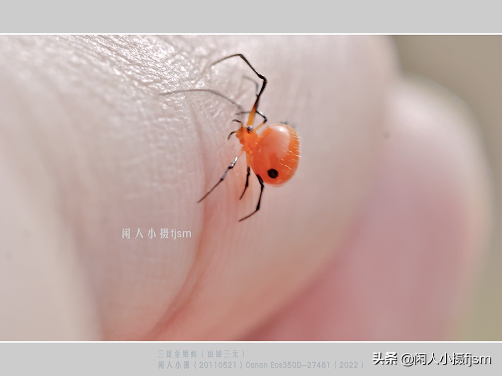 近距离拍摄昆虫小动物,常见昆虫微距摄影活动