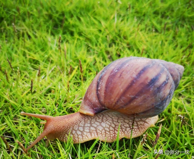 福寿螺的寄生虫有多可怕,寄生虫福寿螺