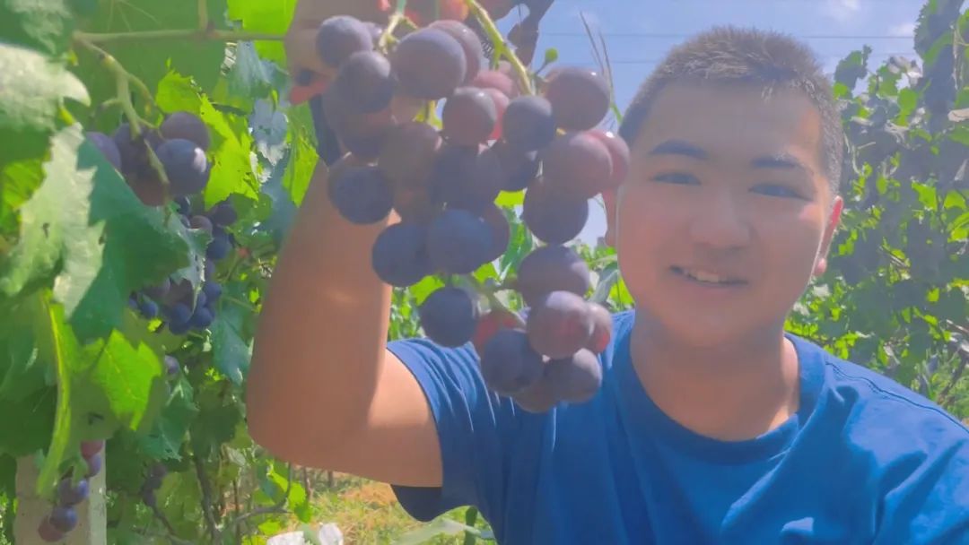 二十四节气今日处暑暑气散秋意浓,二十四节气处暑过了后是什么节气