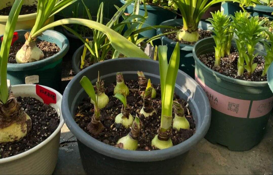 这3种花漂亮又好养1年能开300多天,5种花超好养漂亮上档次