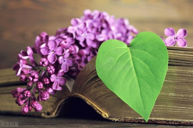 丁香花又开王可儿演唱完整版,丁香花似乎开得格外茂盛