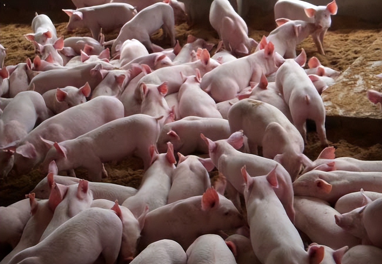 仔猪大肠杆菌性腹泻的防治