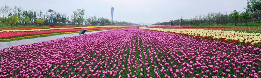 媒体深度解码国足新帅扬科维奇,国足教练扬科维奇细节决定胜负