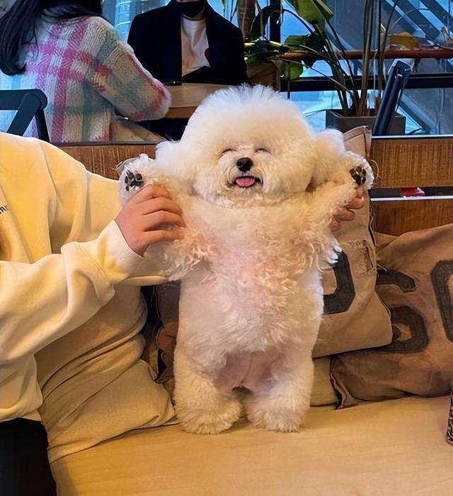 比熊什么行为代表它喜欢你,比熊嫌弃主人会有哪些表现