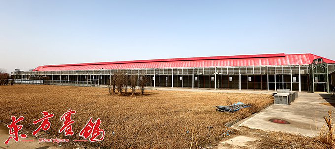 为赛鸽早生华发写春秋——江苏爱翔公棚董事长李伦十一载心系赛鸽情