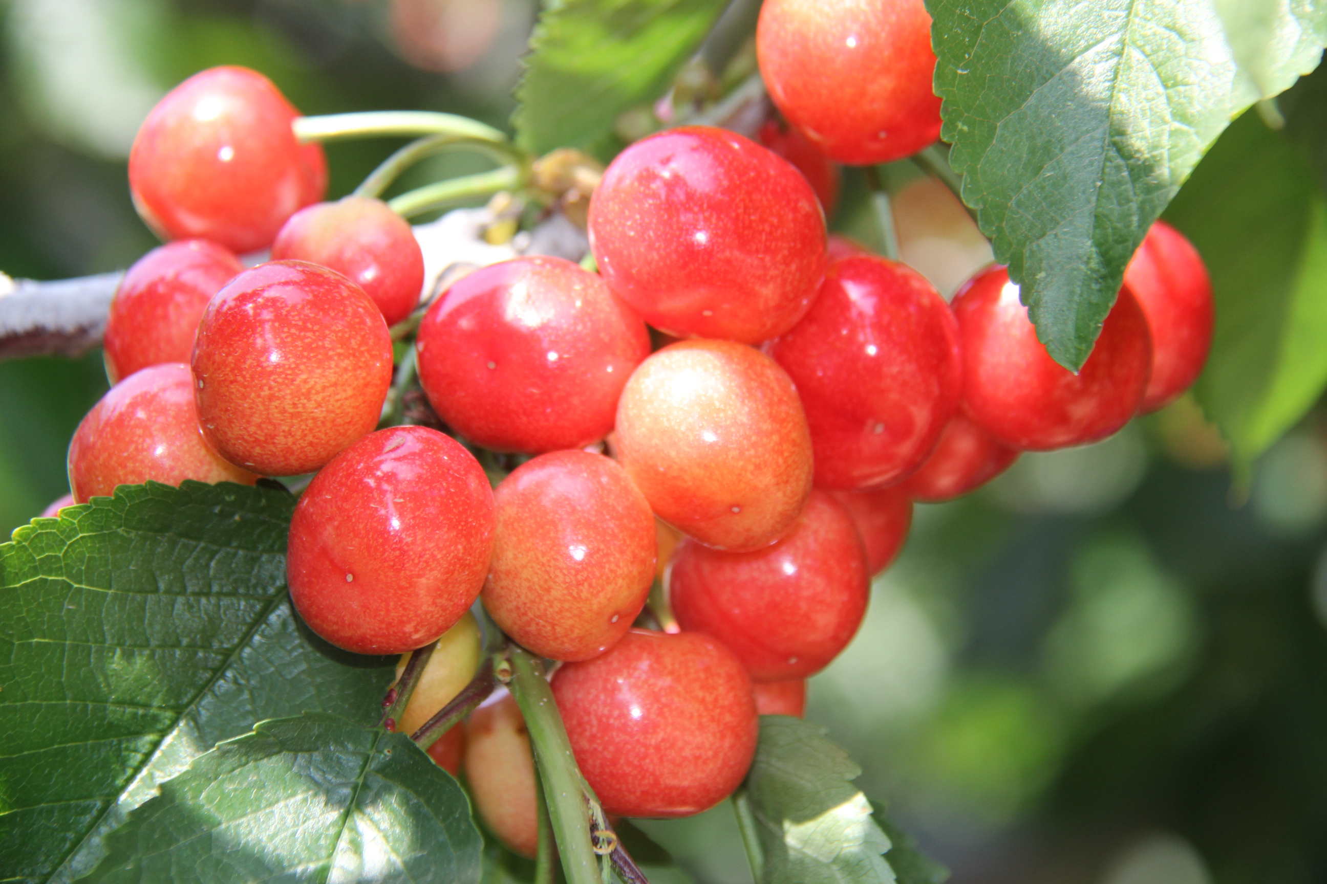 栖霞市庙后佳红樱桃苗,山东烟台庙后大樱桃产业基地