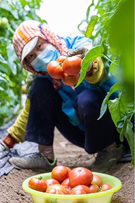 石嫣有机农场四川基地视频,北京新农人石嫣团队