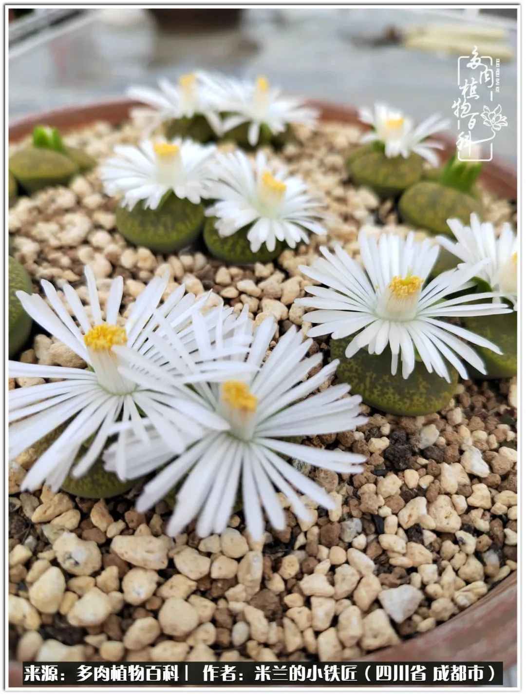 生石花好养吗怎么养护的,生石花的养殖方法和注意事项