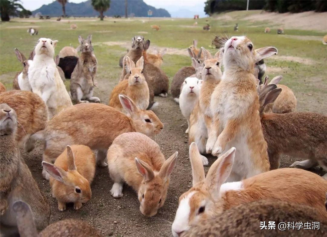 澳洲的野兔泛滥成灾的主要原因,澳洲野兔泛滥源头