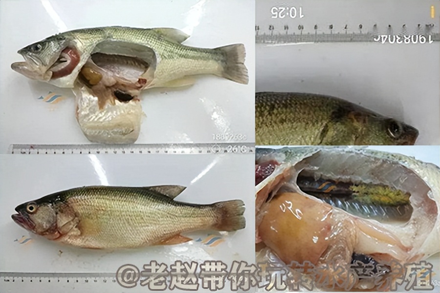 鲈鱼虹彩菌病症状,鲈鱼得虹彩病毒是什么症状