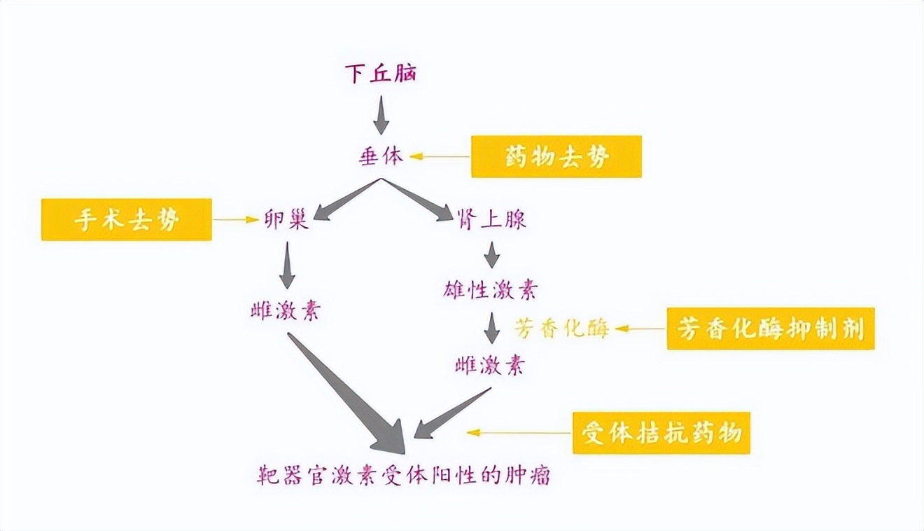什么叫恶性肿瘤内分泌治疗,肿瘤内分泌治疗的药物有哪些