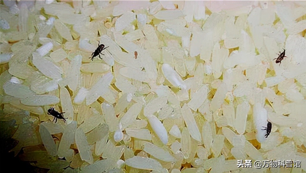 超市买的大米为什么煮不烂,为啥大米放超市里很久都不坏