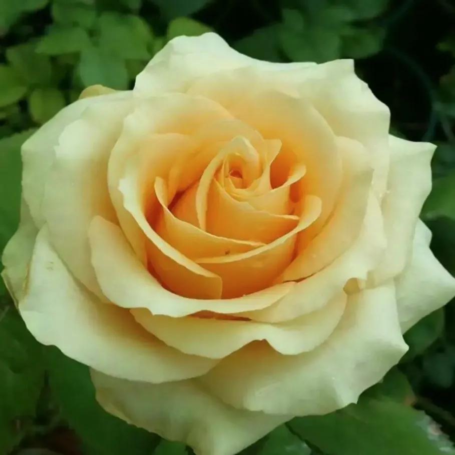 在头条创作4天的心路历程,头条创作注意事项