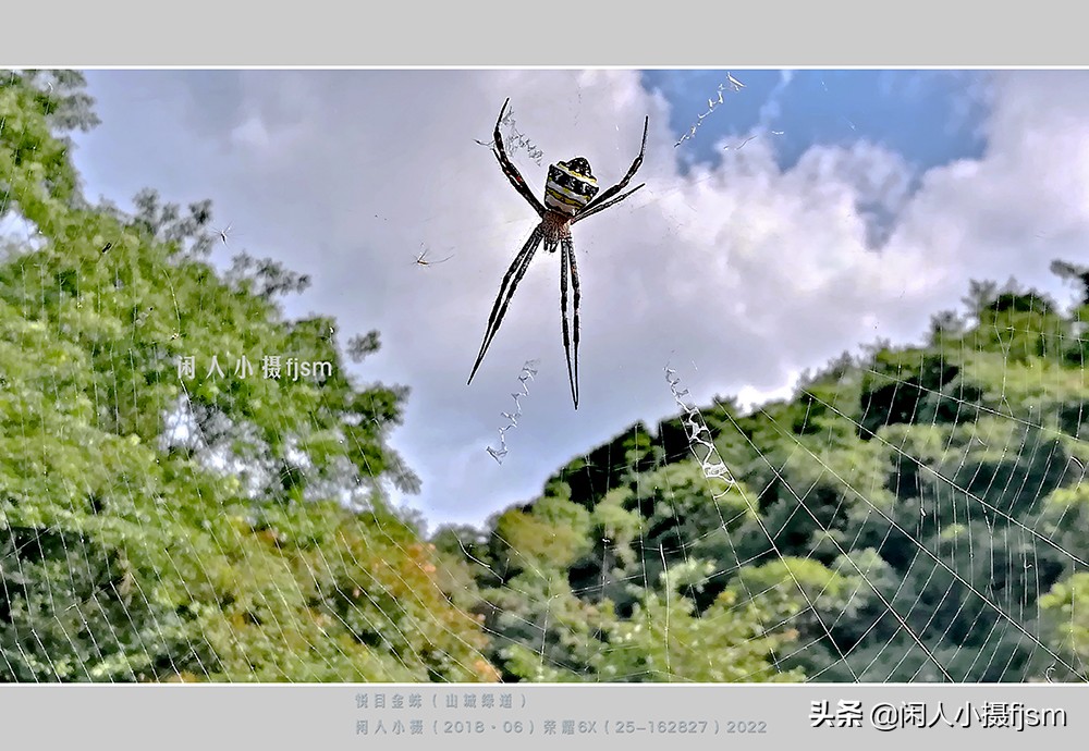 近距离拍摄昆虫小动物,常见昆虫微距摄影活动