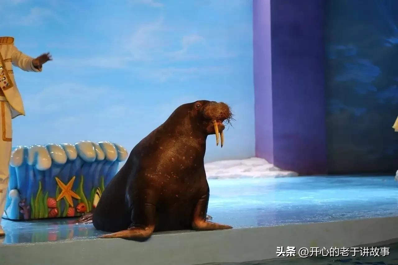 鍝堝皵婊ㄦ瀬鍦伴娓哥帺鏀荤暐,鍝堝皵婊ㄦ瀬鍦伴娴锋磱涔嬪績