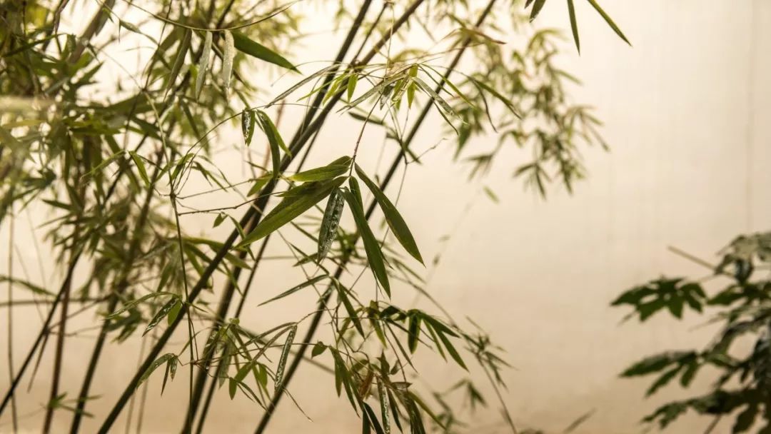 竹枝诗句大全100首,竹枝词诗句大全