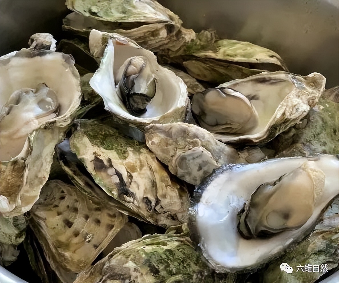 汕尾海丰海边出现大量生蚝,广东海丰一处海滩出现大量生蚝