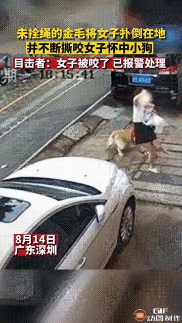 深圳无绳金毛突袭！狂暴金毛撕咬女子怀中小狗，惊险一刻引发热议