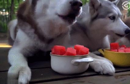 狗狗呕吐的五大原因和三步疗法,狗狗呕吐最佳用药