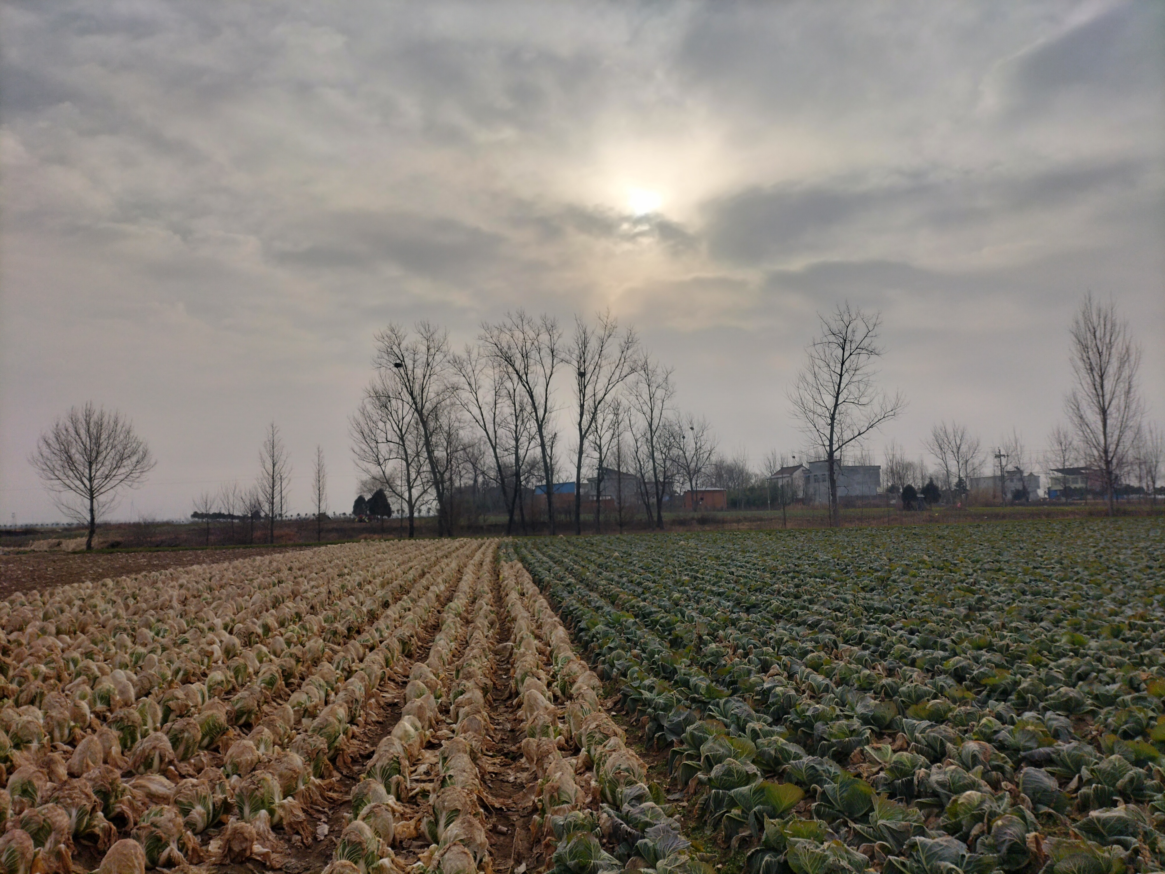 乡村养殖什么最可靠最赚钱,养殖什么经营模式最赚钱