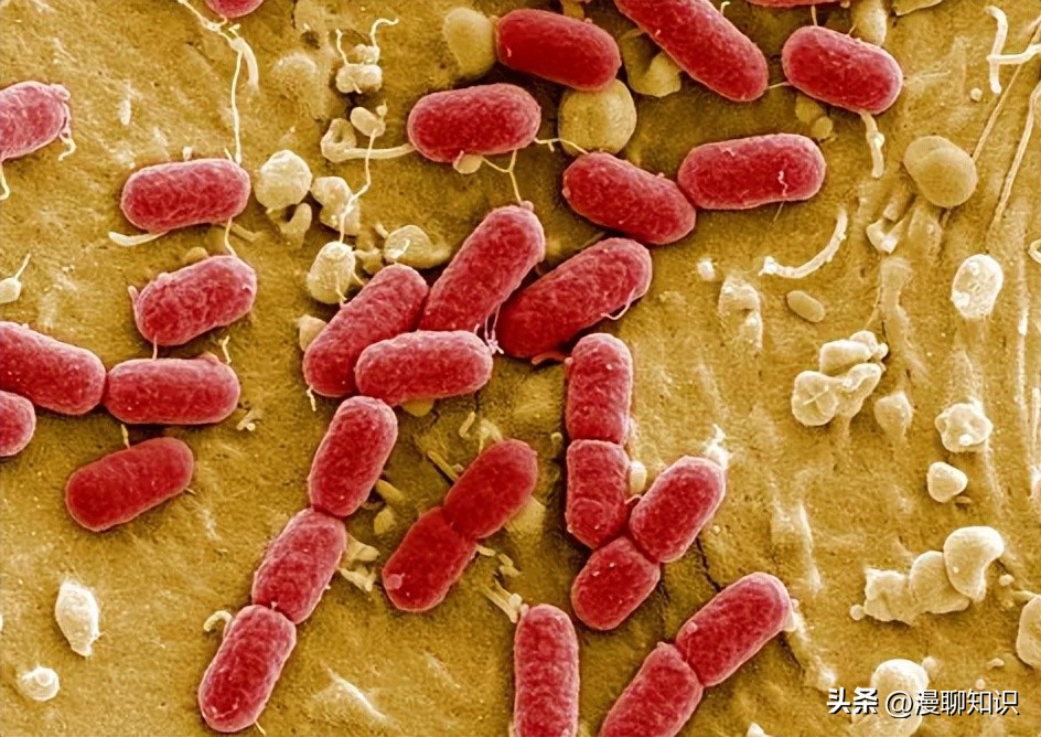 MRSA治疗新途径有哪些？关于CR-AB治疗策略有哪些