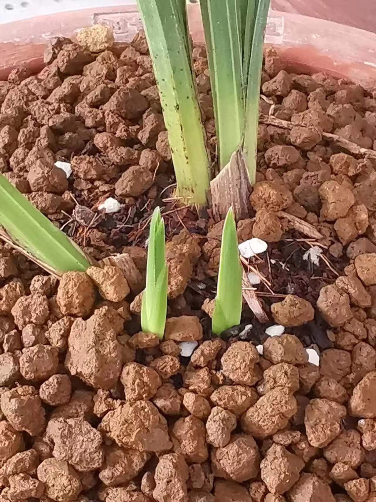 伏天兰花如何浇水养护,兰花适宜的温度及开花时的养护