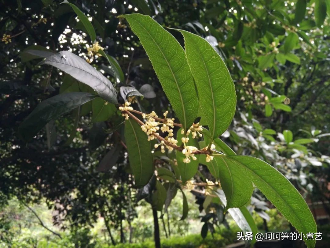 桂花米酒酒香浓郁,中秋桂花酒怎么酿得好